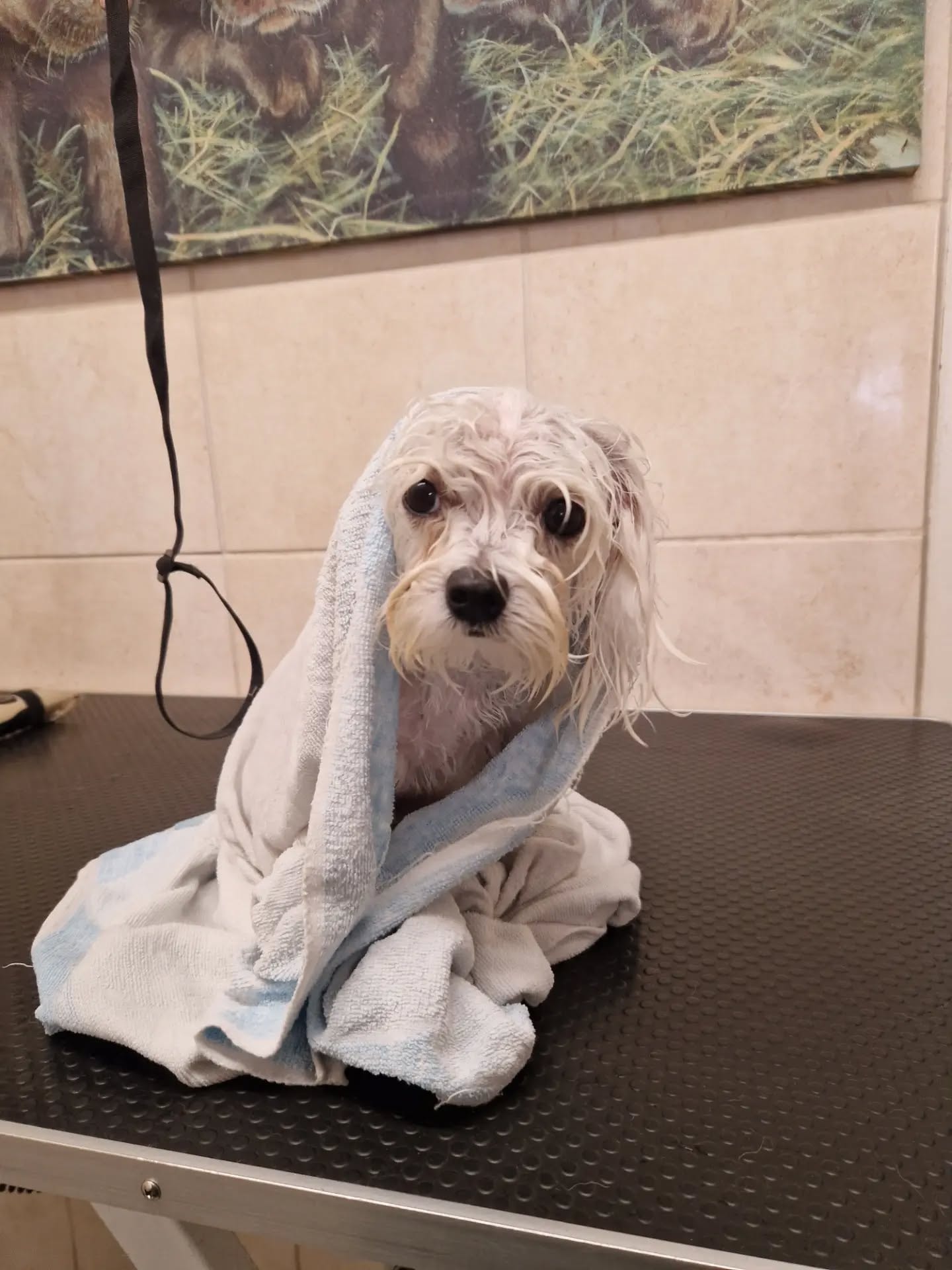 A groomer carefully grooming a small dog