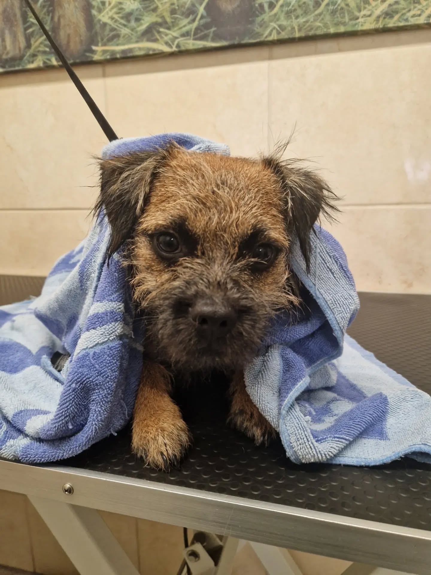 A freshly washed dog wrapped in a towel at the salon